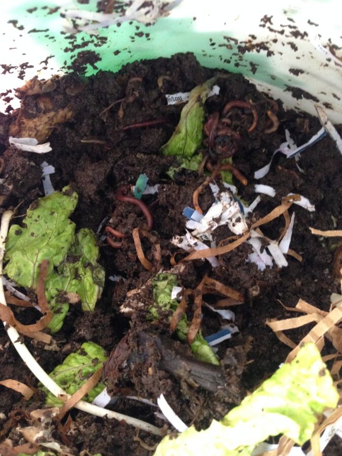 Worm Bin Composting – The EASY Data