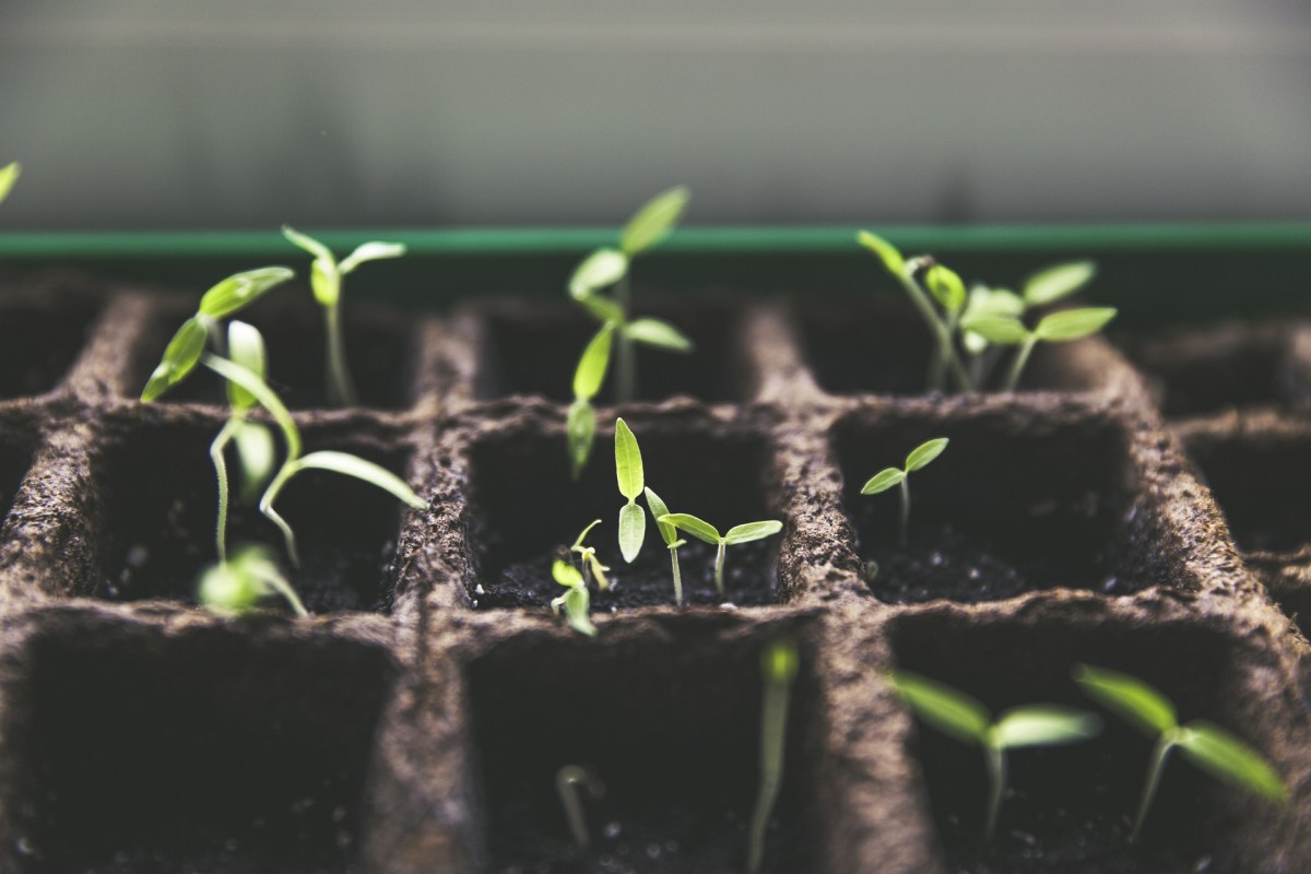 Easy Greens to Develop for Gardening Freshmen